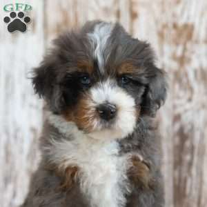 Mack, Mini Bernedoodle Puppy